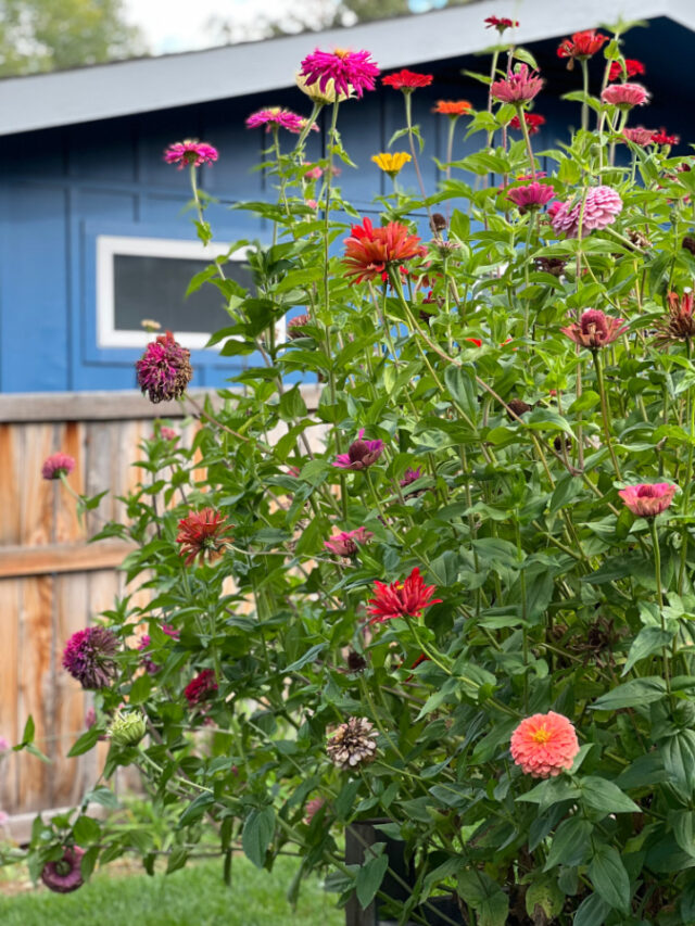 zinnias ready to be deadheaded