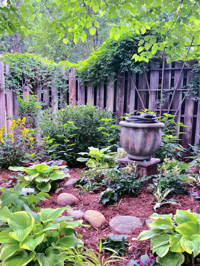 Hostas in a garden