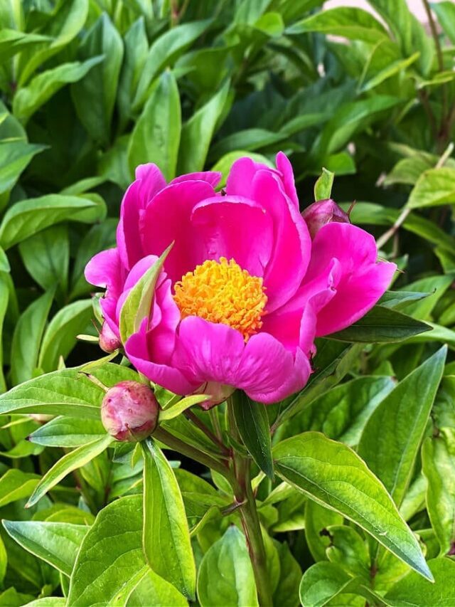 Our first peony of the summer!