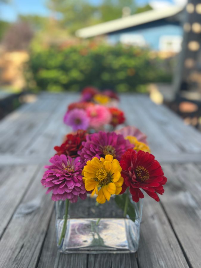Zinnias on our outdoor table fresh from raised garden beds. Started as seeds and bloomed all summer. A variety of zinnias and colors.