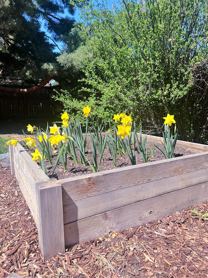 daffodils in raised bed