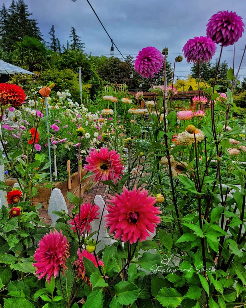 Dahlias from Kim's garden (Shiplap and Shells)