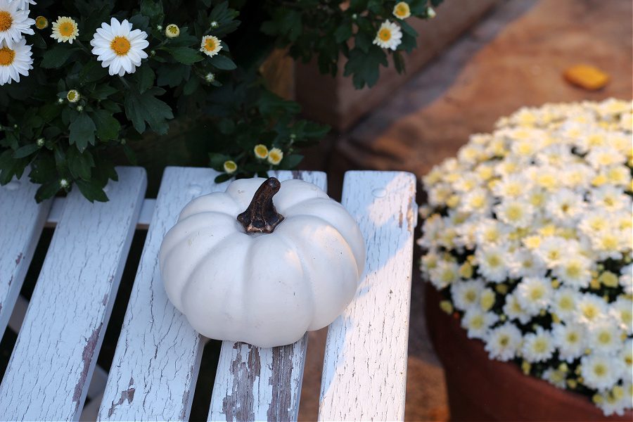 Mini white baby boo pumpkin and white mums for Fall on our front steps.