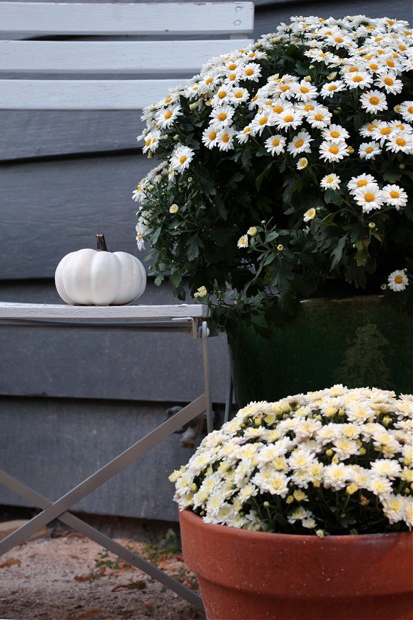 white pumpkins and mums