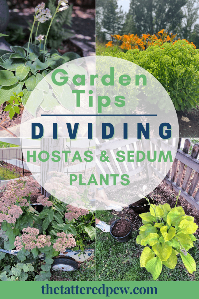 Essential garden Tips: Dividing hostas and sedum