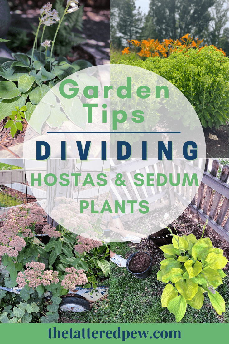 Dividing Hostas and Sedum Plants: Essential Garden Tips