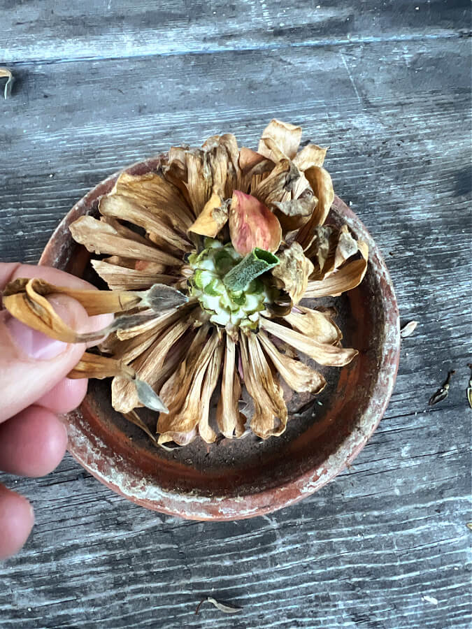 dried zinnia