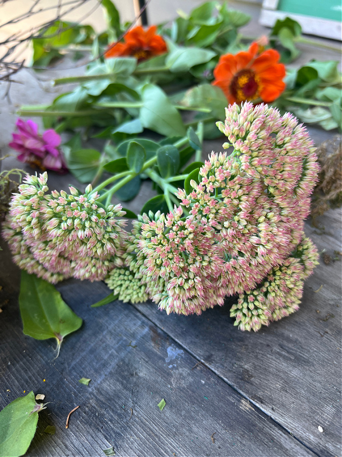 Cut sedum for wreath filler