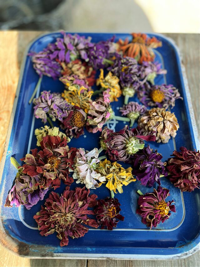 The Lazy Girl's Guide to Growing Colorful Zinnias from Seeds » Beauty