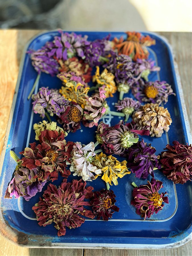 Drying zinnia blooms with seeds ready to harvest. Laying on an old metal tray all they need is a cool dark place until next season.