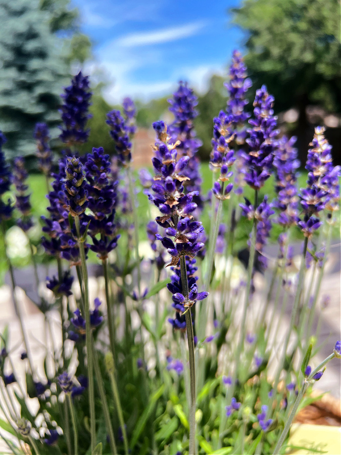 drying lavender flowers