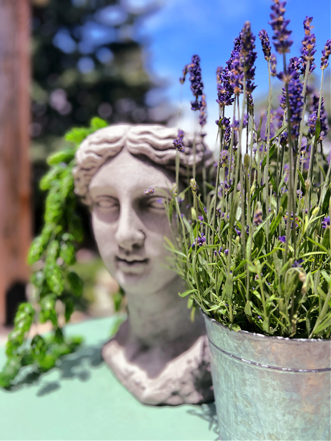 Drying Lavender Flowers » The Tattered Pew