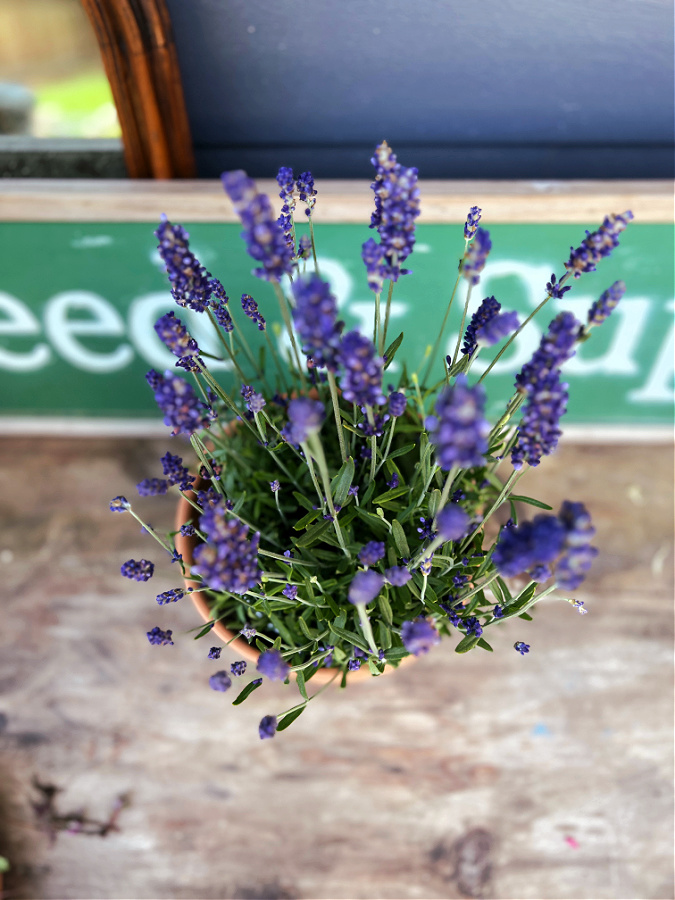 Dried Lavender Sprig Garnish