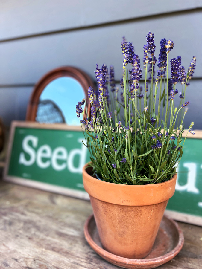 Drying Lavender Flowers