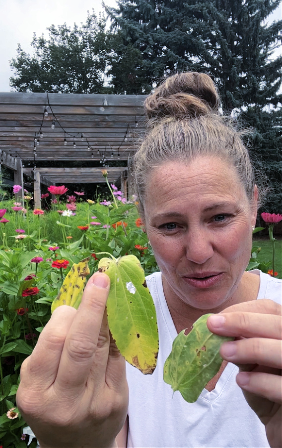 affected zinnia leaves