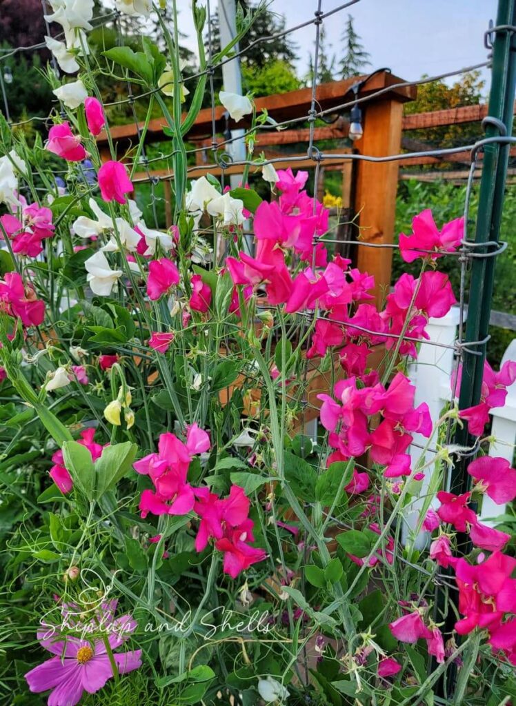 Sweet Peas Shiplap and Shells