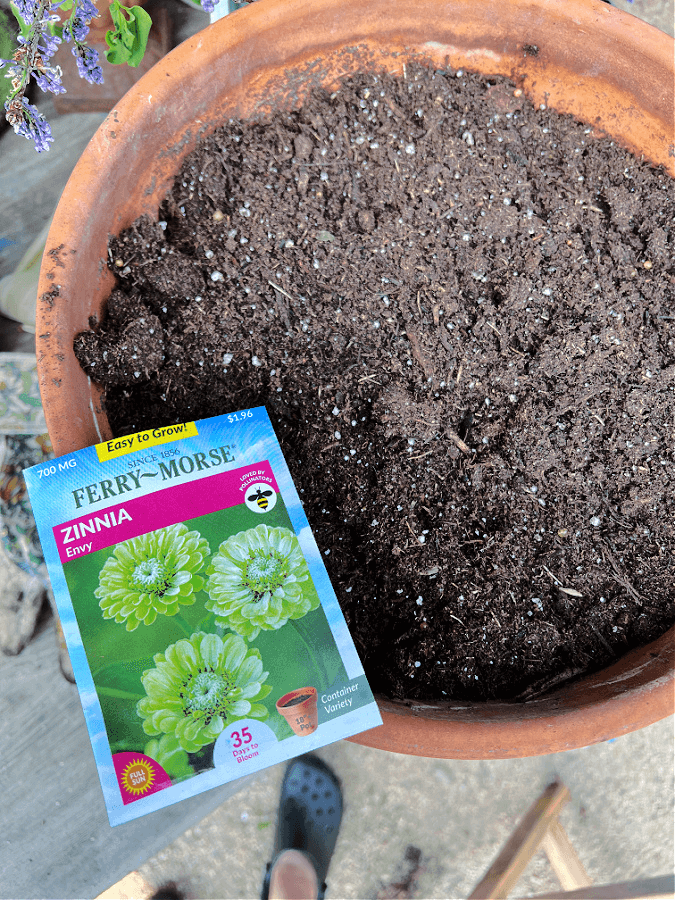 Envy container variety zinnia seeds for pots