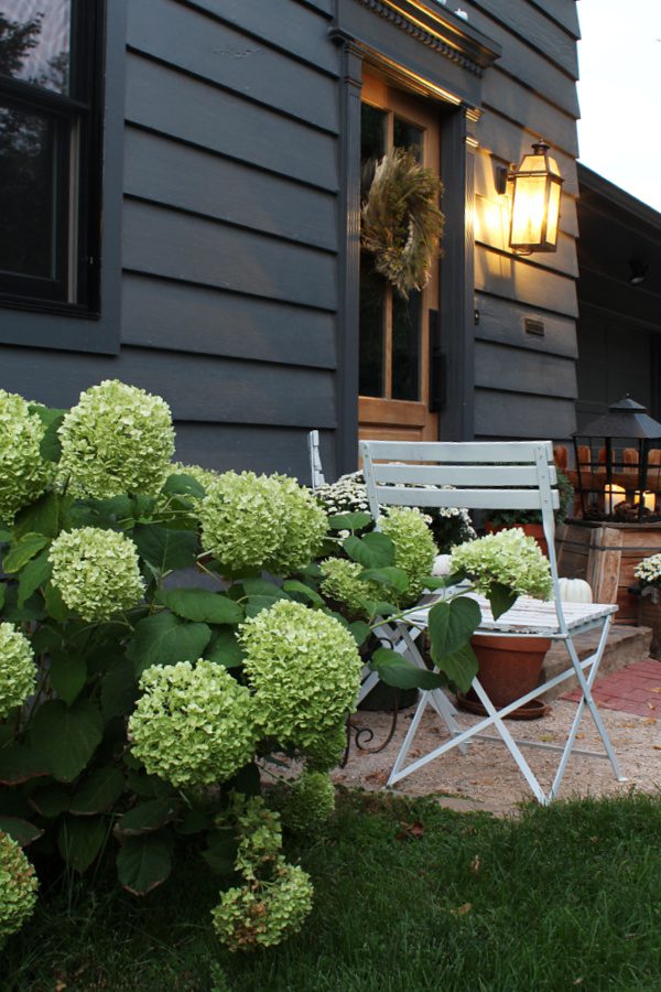 Our annablee hydrangeas add some great natural Fall decor!