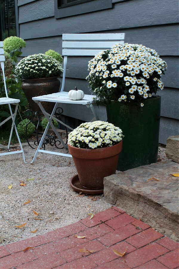 White mums, white pumpkins and white bistro chairs pop against our Peppercorn painted house.