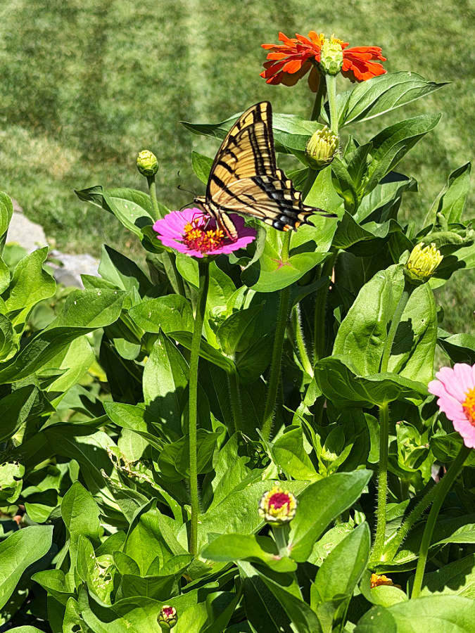 first butterfly