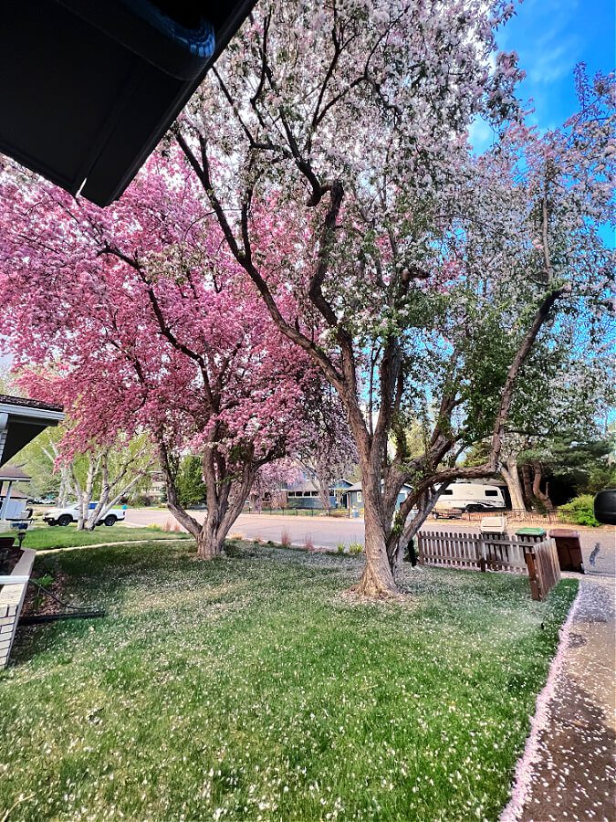 Pink flowering trees in our front yard