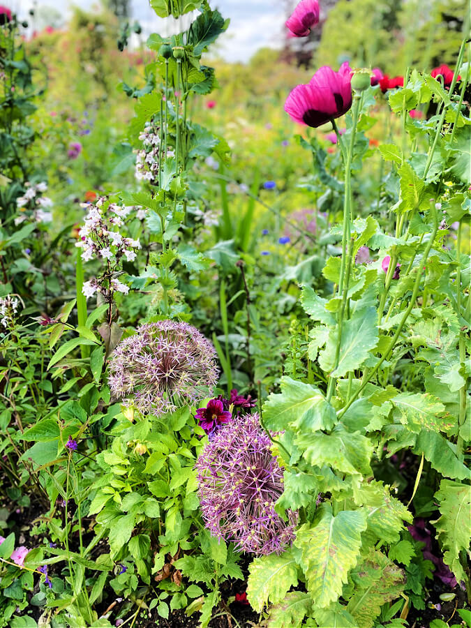 Beautiful flowers in Monet's Garden