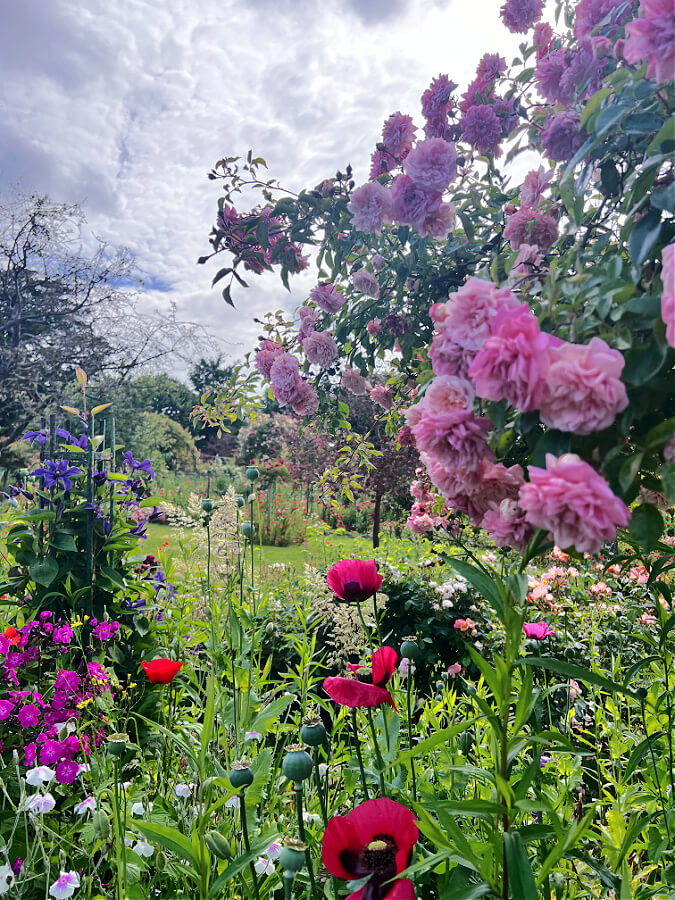 Monet's flowers