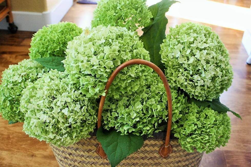 Dried Hydrangea, Natural Green