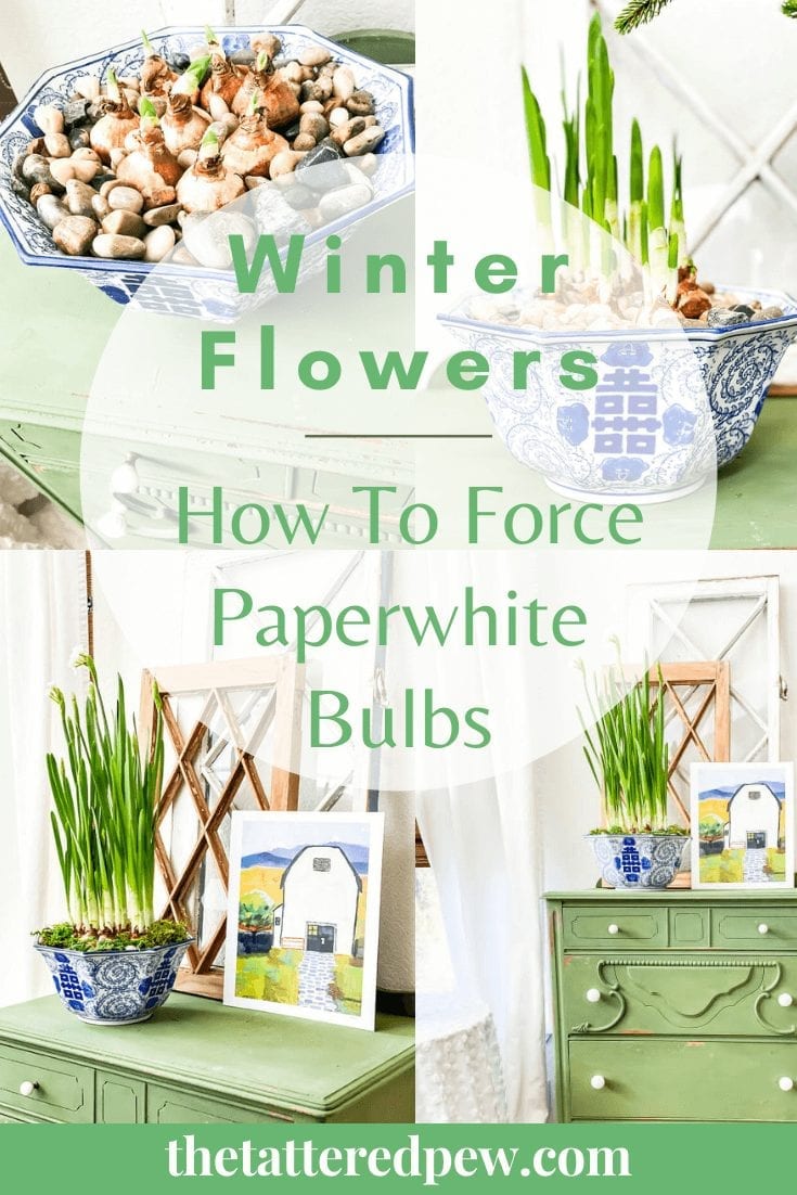 Winter Flowers: Learn how to force paperwhites bulbs! How to grow paperwhites indoors.