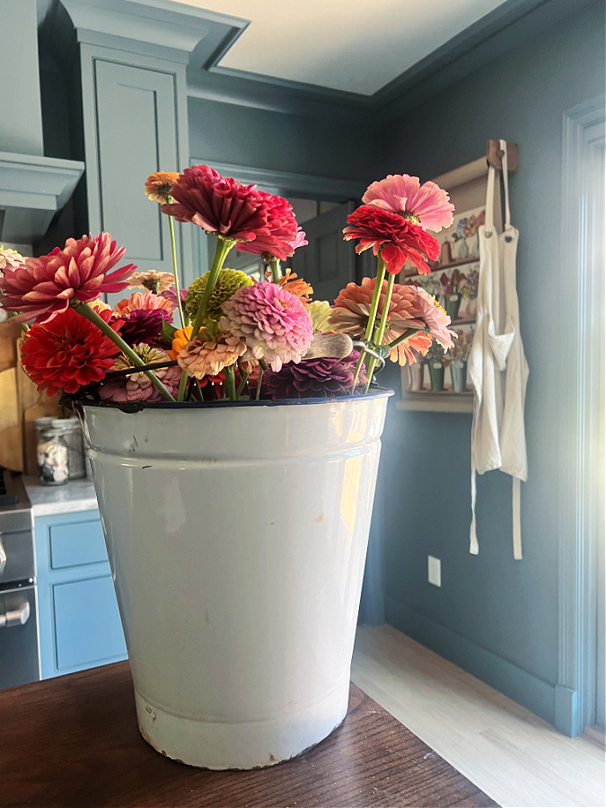 zinnias in bucket on kitchen counter