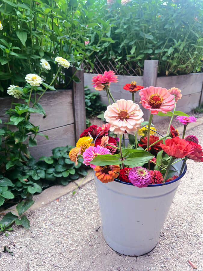 bucket full of colorful zinnias for free flower Friday
