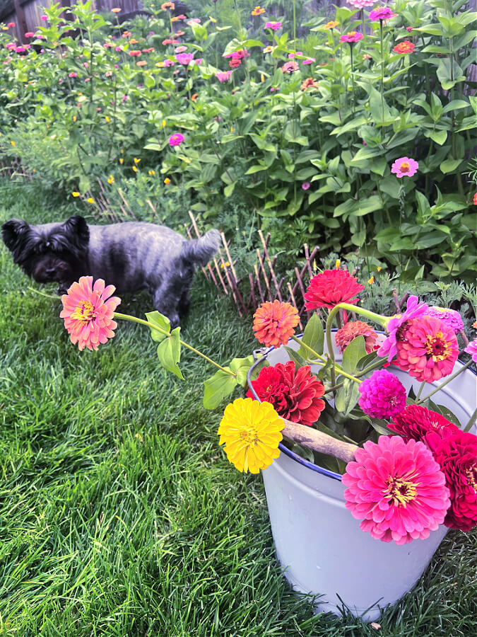 Zoey dog helping me cut zinnias for the white bucket
