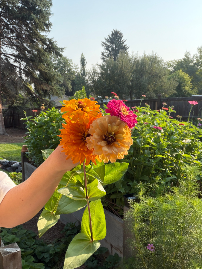 zinnia in my hands