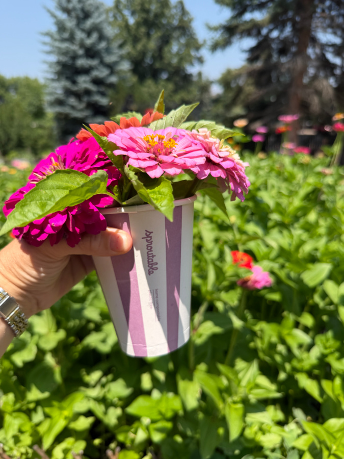 sproutable compostable cups