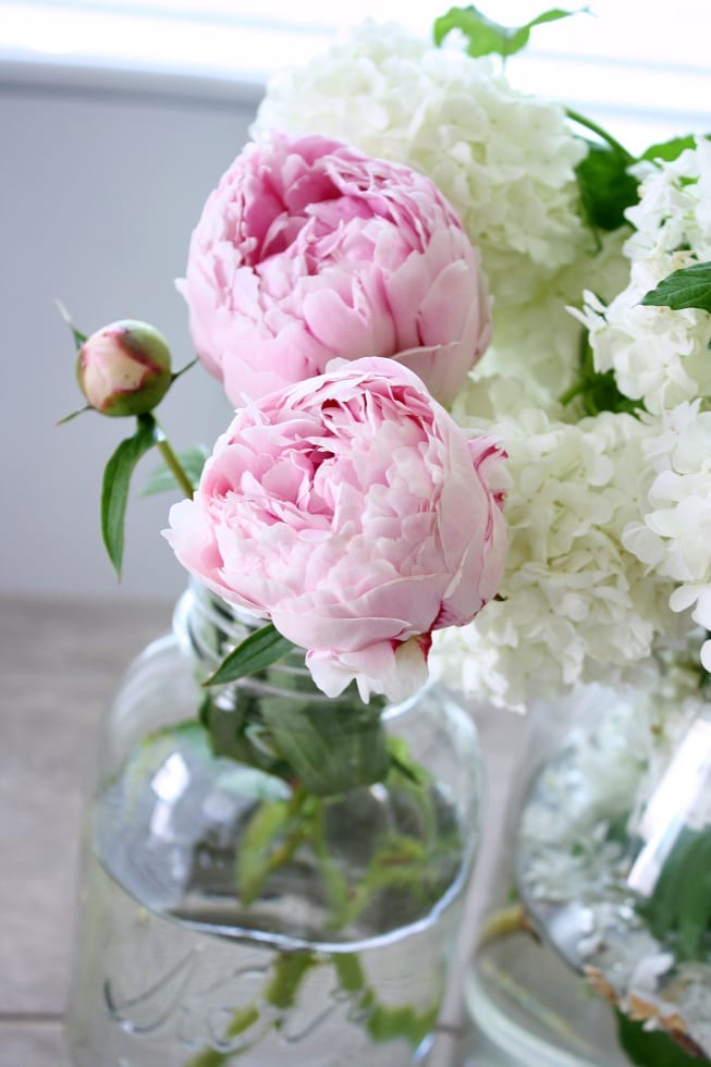 Tips and Tricks for the Best Peonies