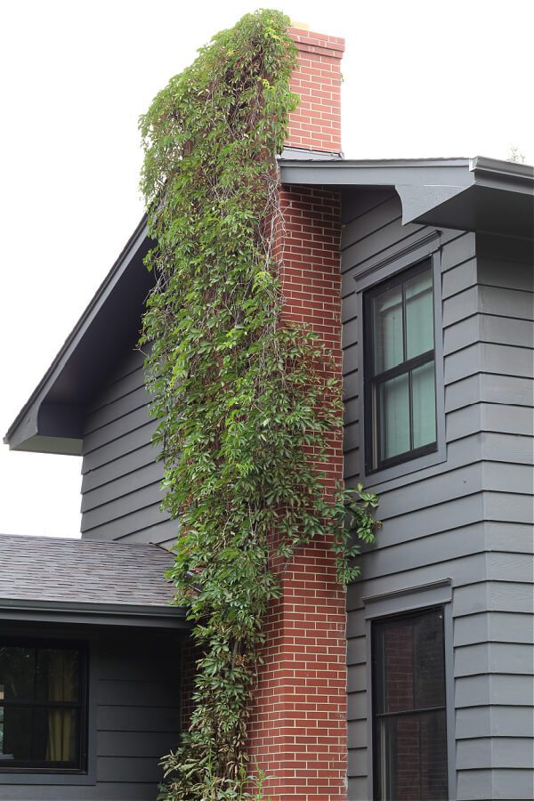 Creeping Jenny on our brick chimney on the side of our house.