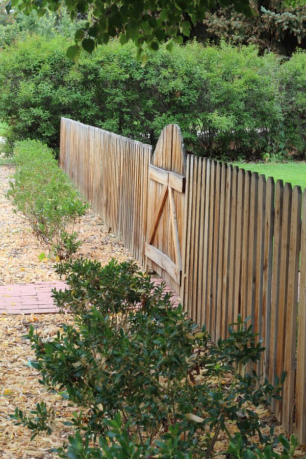 Pretty bushes lining our front fence.