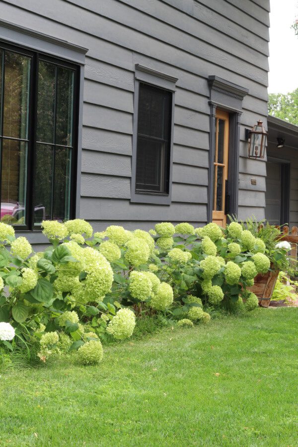 Annabelle hydrangeas against our Peppercorn painted house.