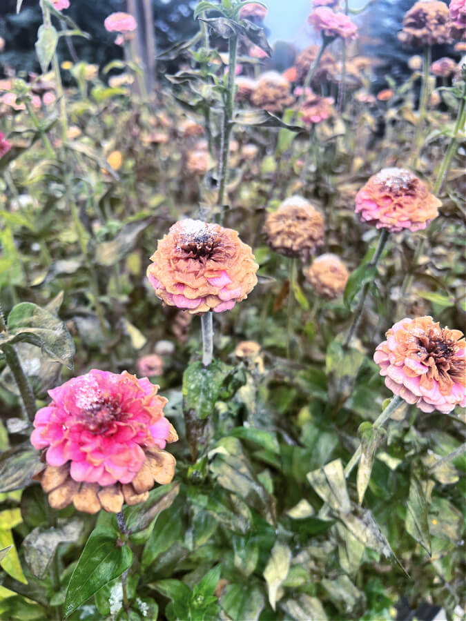 zinnias with frost and snow and freeze