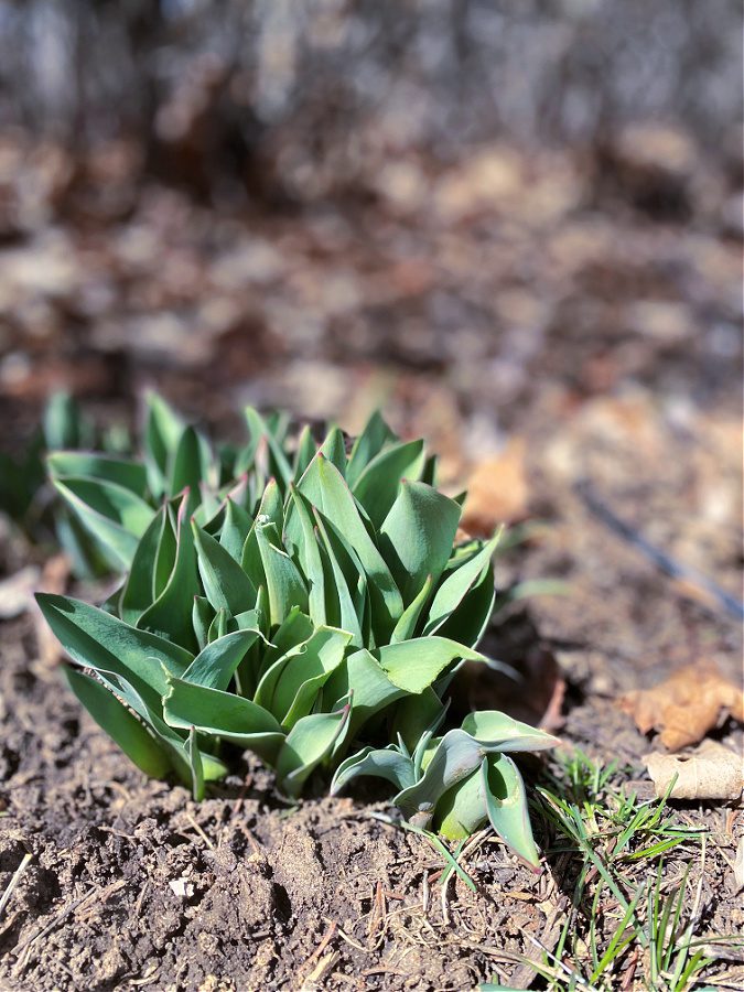 Spring is making an appearance in the garden.