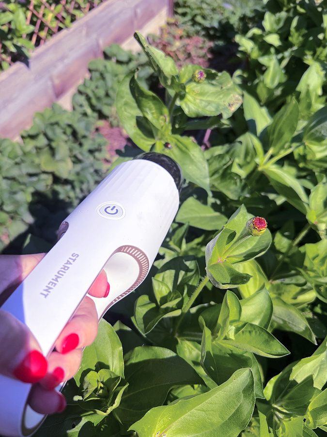 Hand vac to suck up beetles is a July garden favorites
