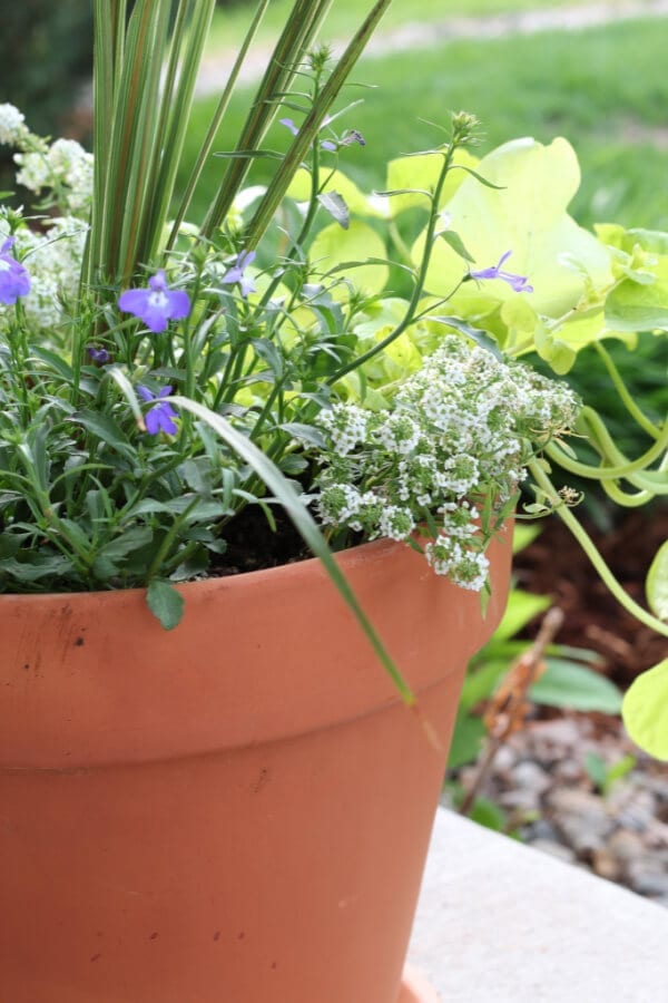 Potted flowers make every porch better!