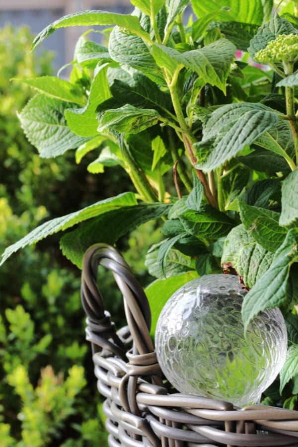 A plastic water globe keeps this hydrangea hydrated! 