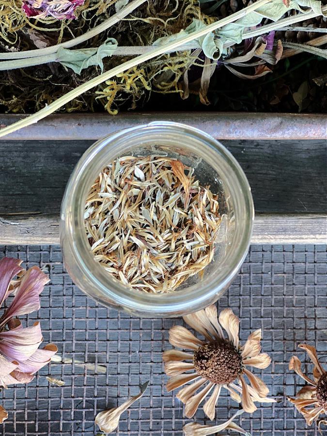 A Guide to Harvesting Zinnia Seeds » Beauty with ease in the Garden and