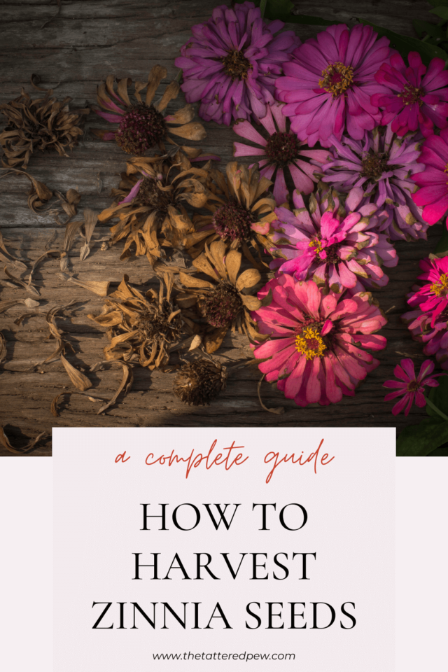A Guide to Harvesting Zinnia Seeds » Grow Beauty With Ease