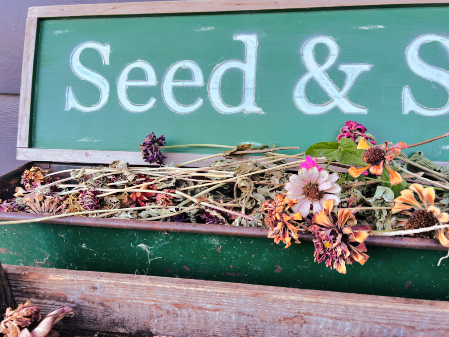 Zinnias waiting for seed harvesting in green bucket