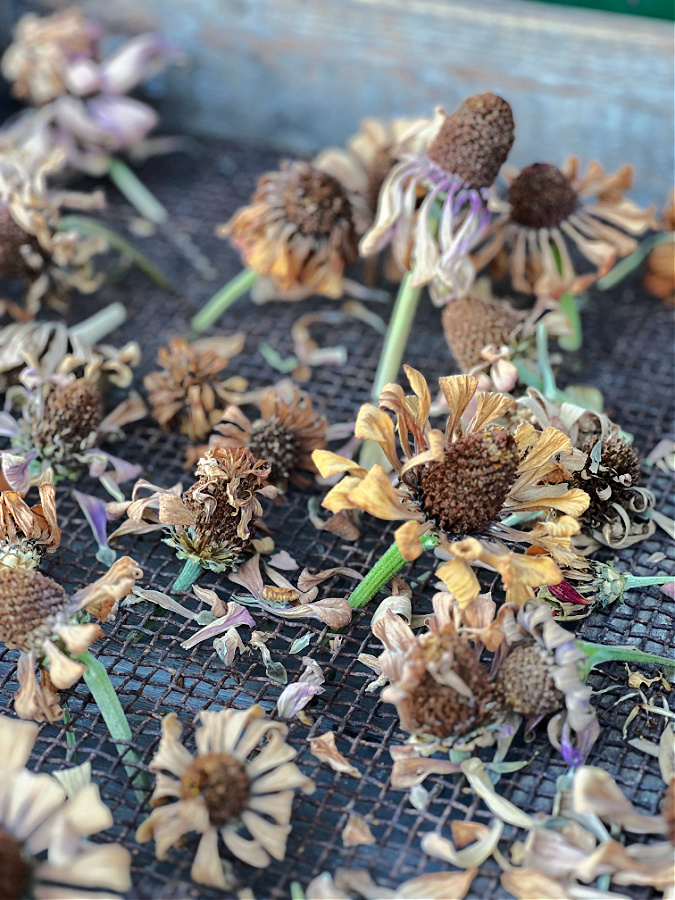 gorgeously dried zinnias