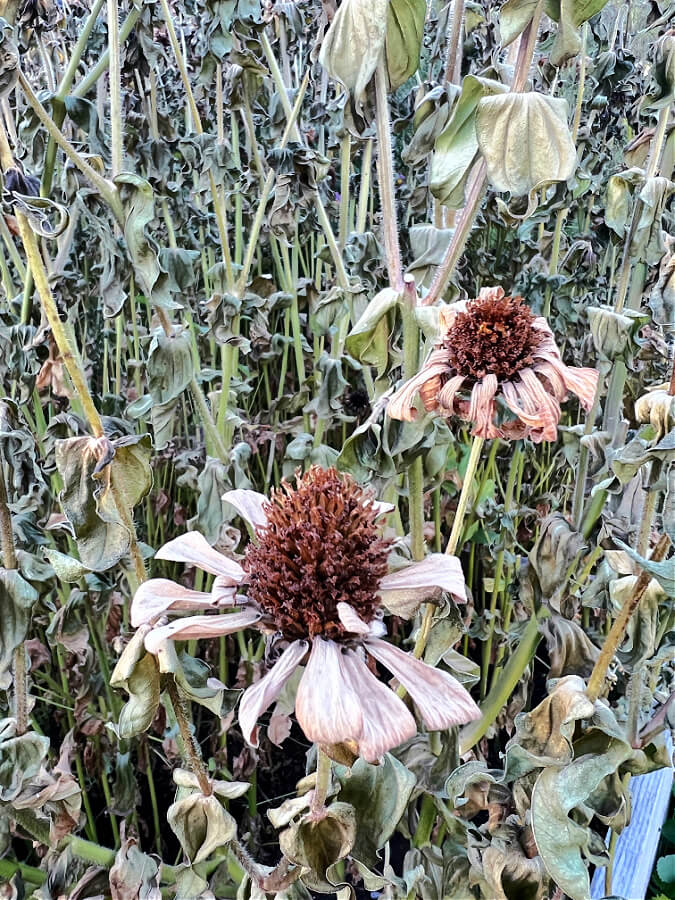 spent flower zinnia heads