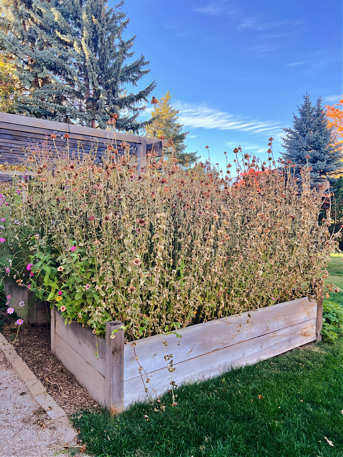 dead zinnia garden bed ready for harvesting