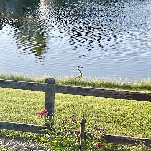 Heron on mom's lake